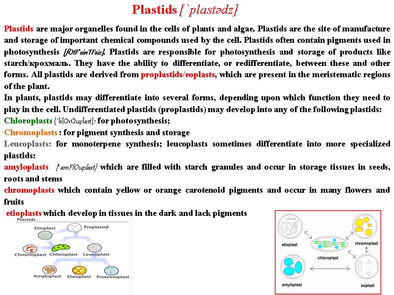 Plastids [`plastədz] Plastids are major organelles found in the cells of plants and algae.
